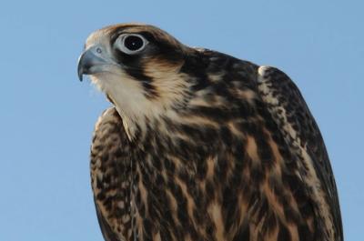 Peregrine falcon