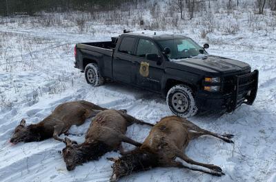 Poached deer found by Michigan DNR