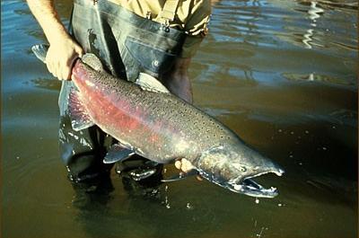 chinook salmon