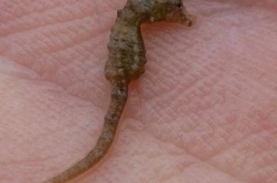 Photo of Dwarf Seahorse (Hippocampus zosterae) in the palm of a hand, taken at Redfish Bay, Aransas Pass, Texas in November 2015