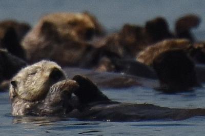 A Group of sea otters near Boulder Island in Glacier Bay National Park, southeastern Alaska.