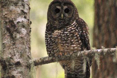 spotted owl