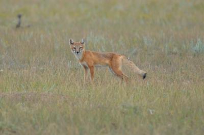 Swift fox in Colorado grasslands