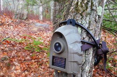 trail camera mounted on a tree