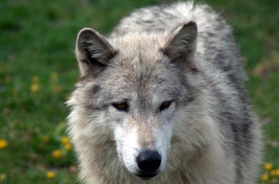 Gray wolf in Yellowstone