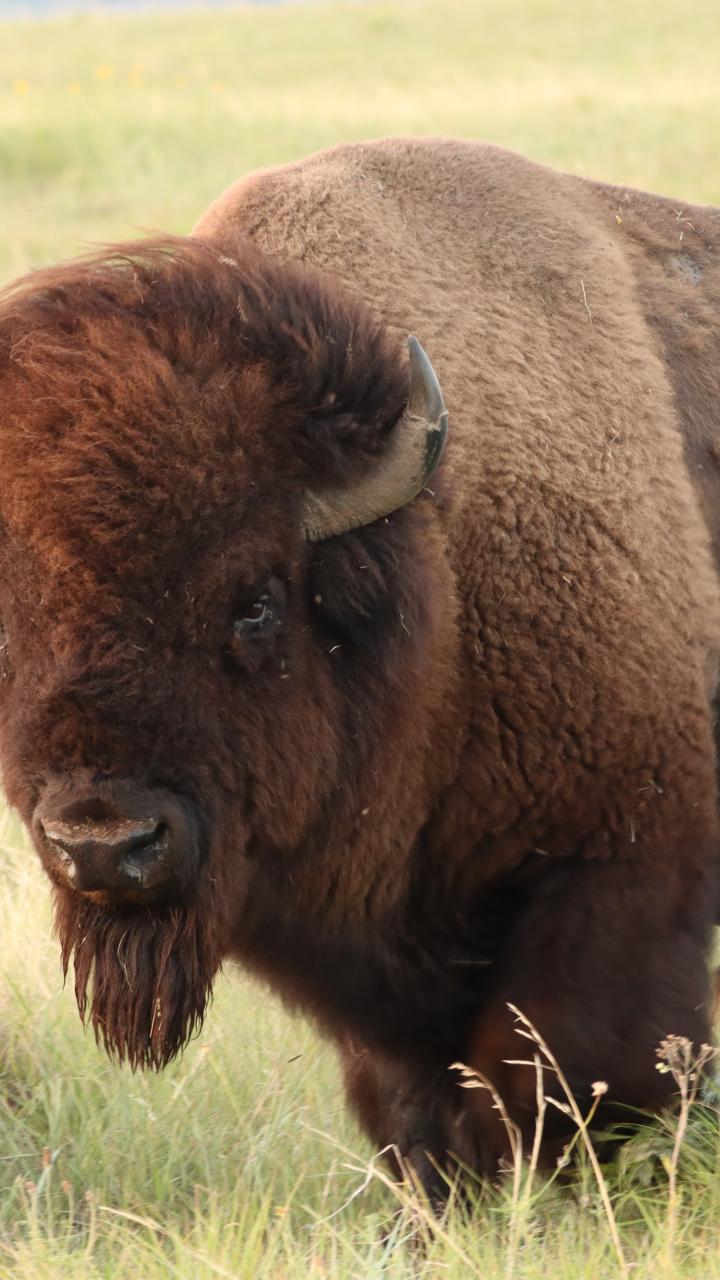 Bison