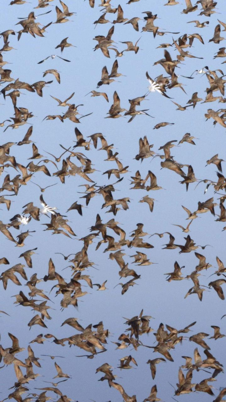 Flock of shorebirds taking flight against a blue sky