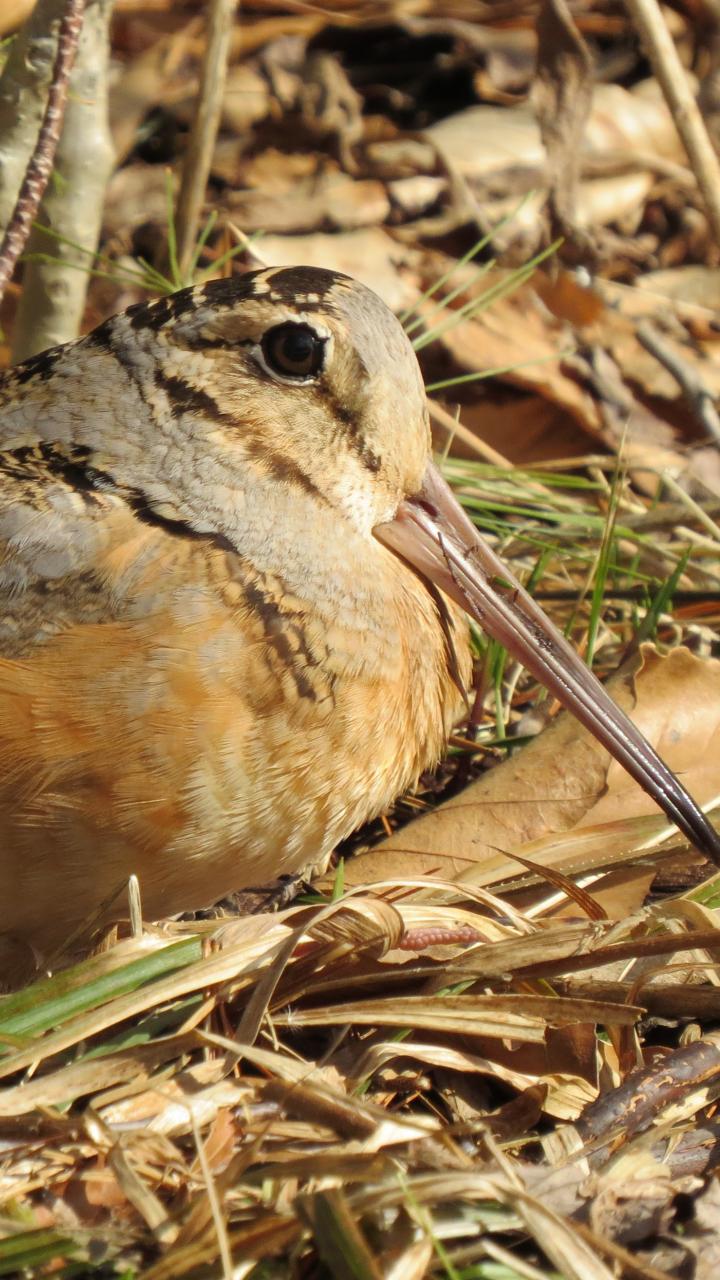 American Woodcock