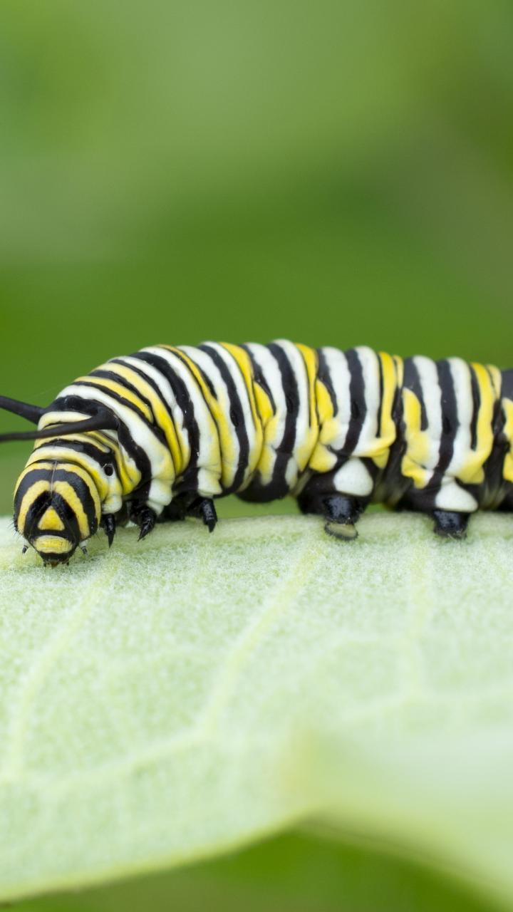 Monarch caterpillar