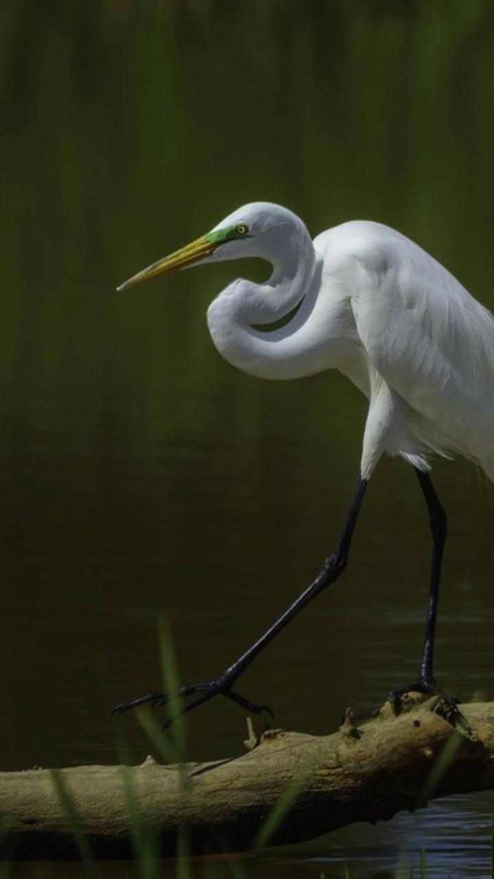 Great egret