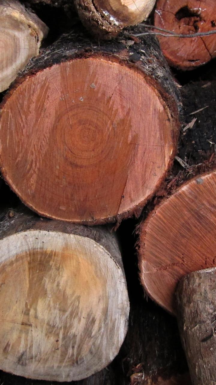 woodpile