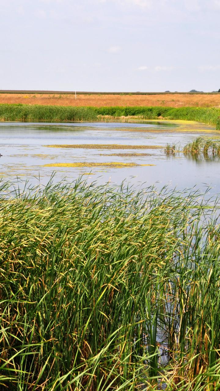 Wetland in Palo Alto County, Iowa