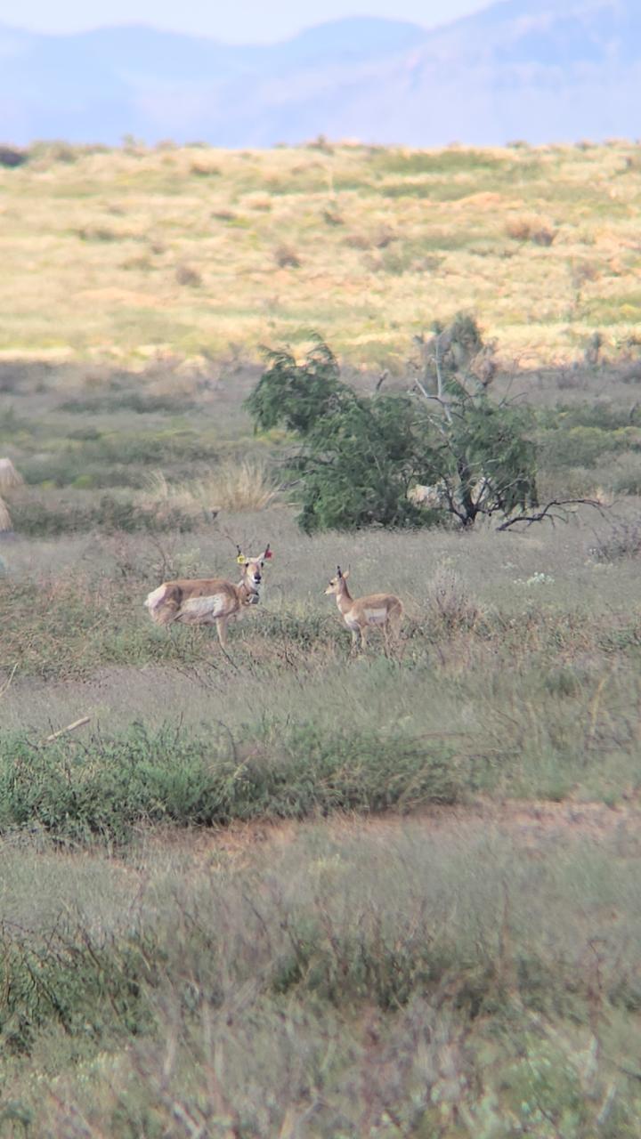 Pronghorn in Southwestern New Mexico