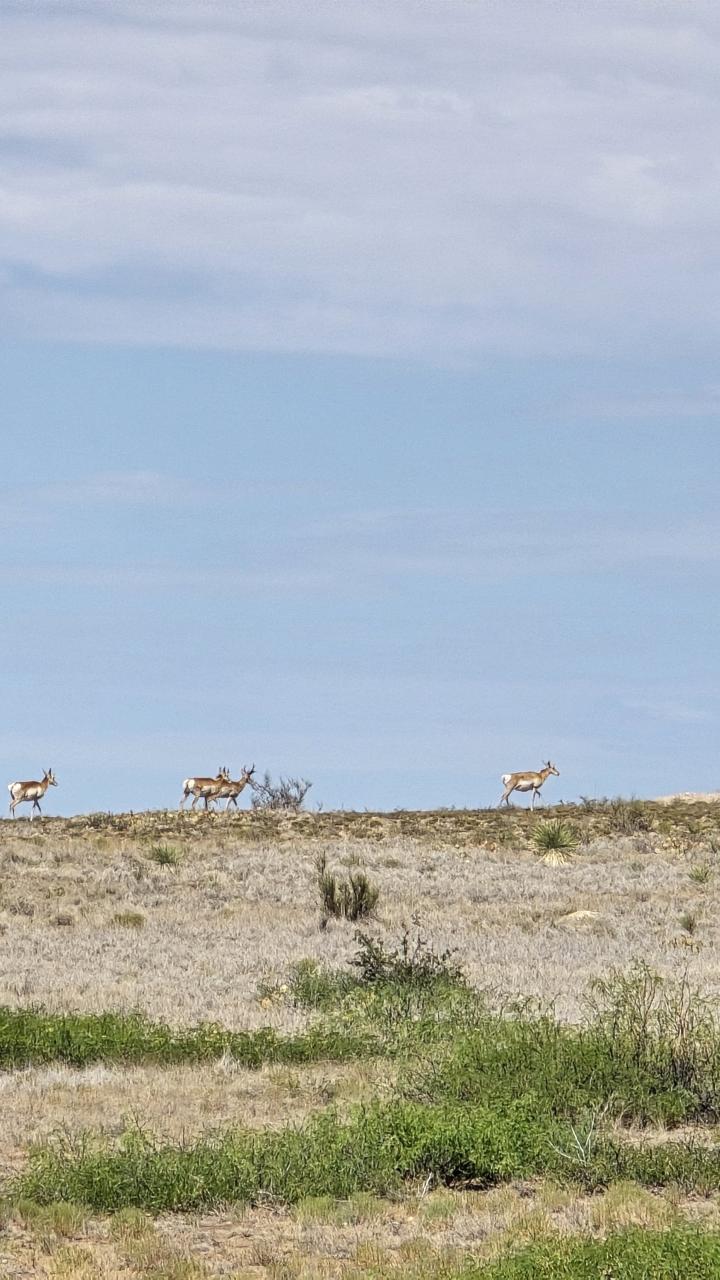 Pronghorn in Southwestern New Mexico