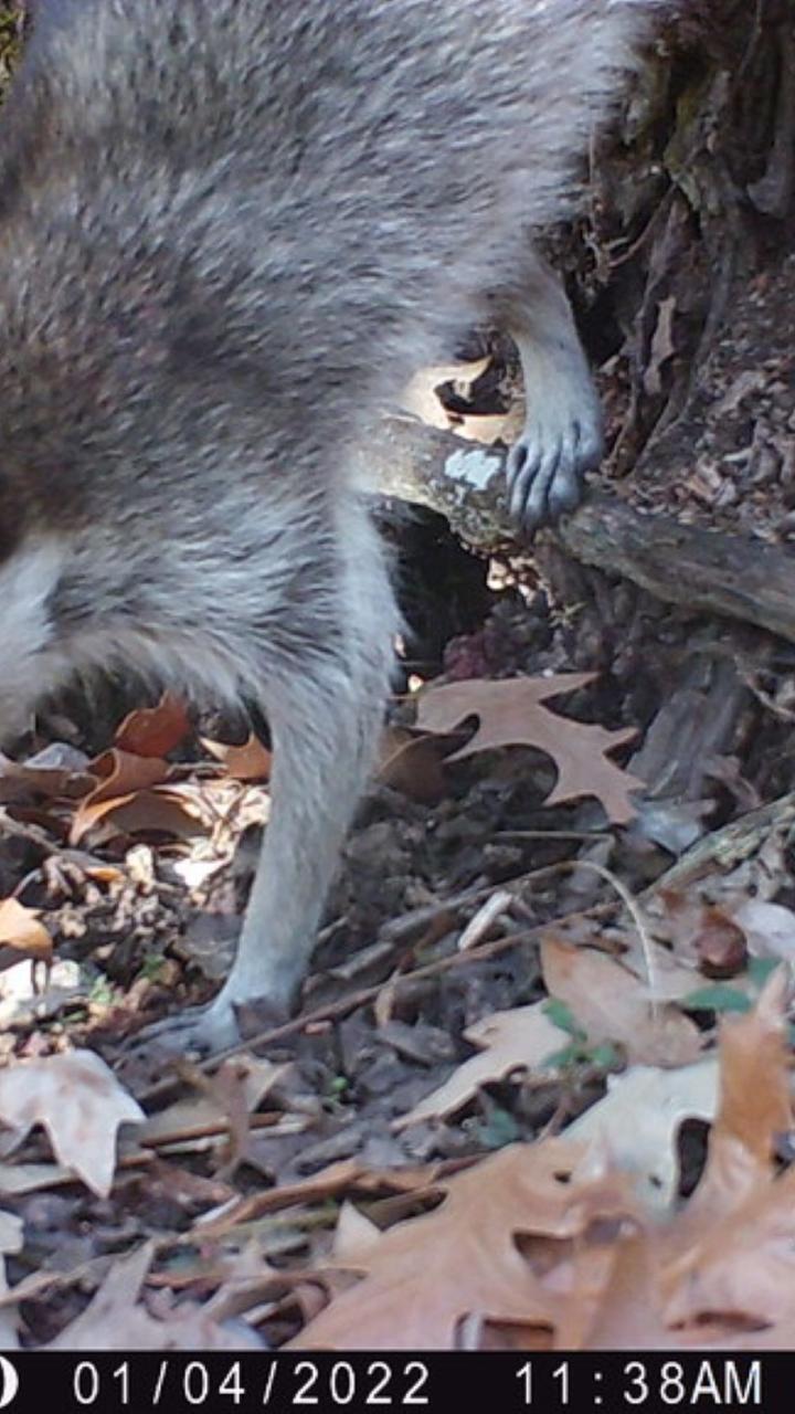 Trail cam image of a raccoon