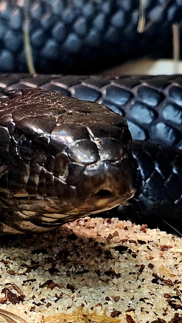 Indigo snake