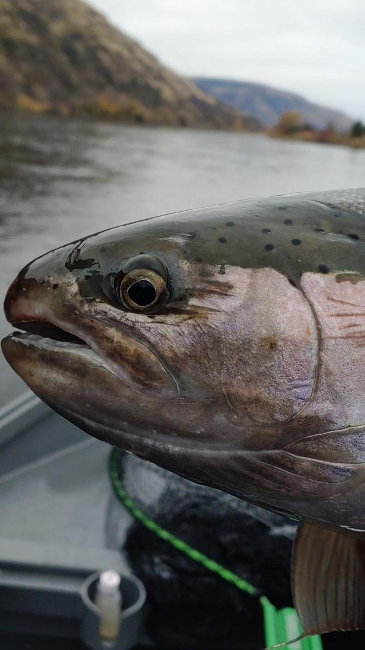 Steelhead