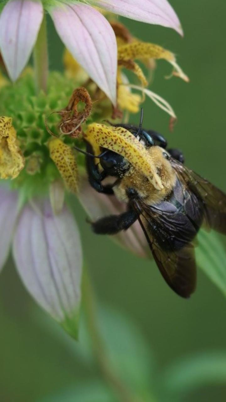 Bumble bee on native Spotted horsemint (Monarda punctata) 