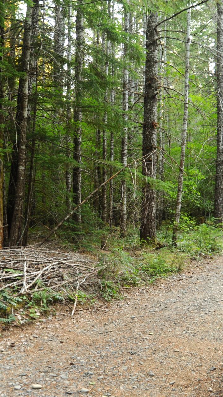 Dog exploring a forest path