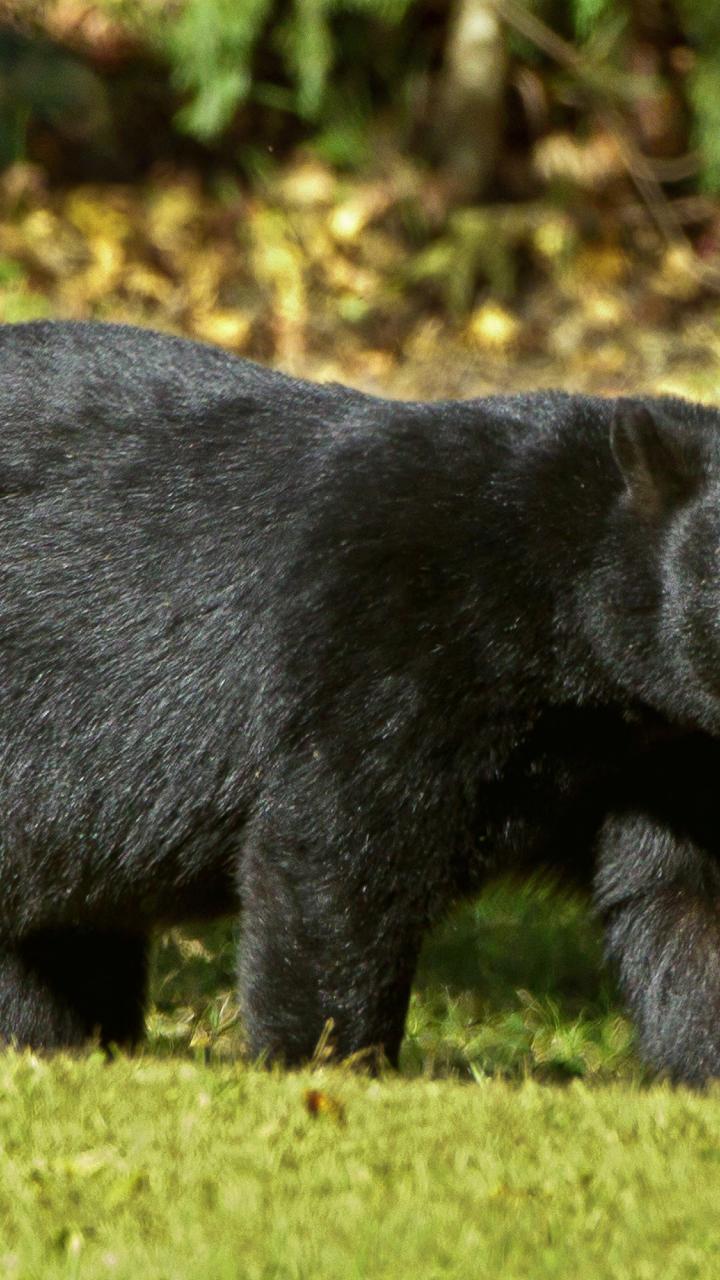 Louisiana Black Bear