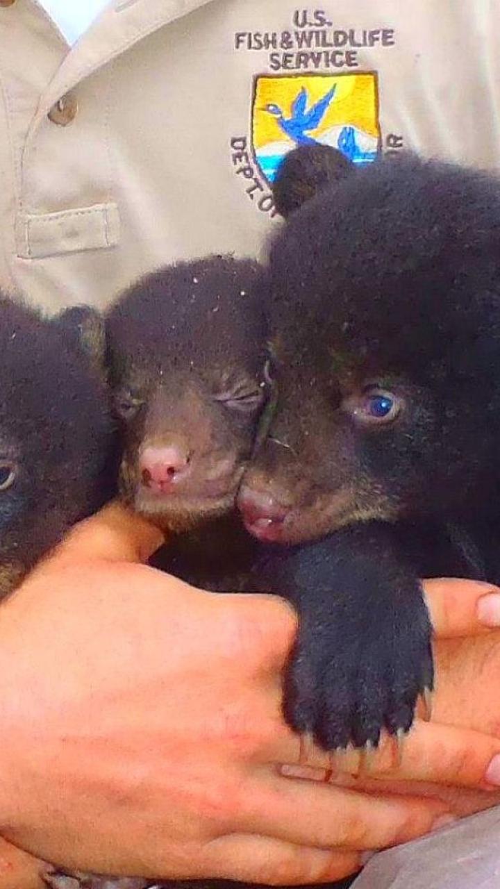 Louisiana Black Bear Cubs