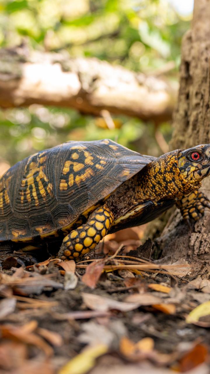 Eastern box turtle