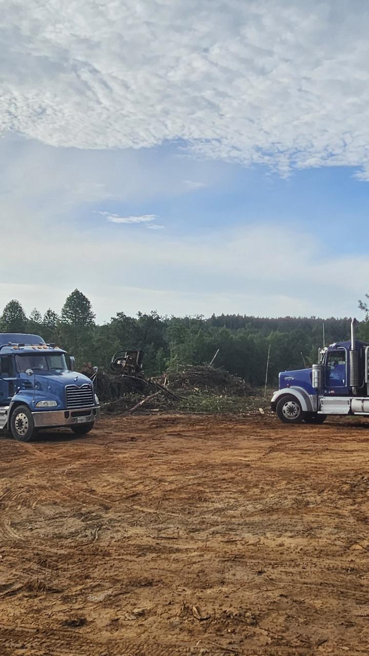 Trucks harvesting lumber