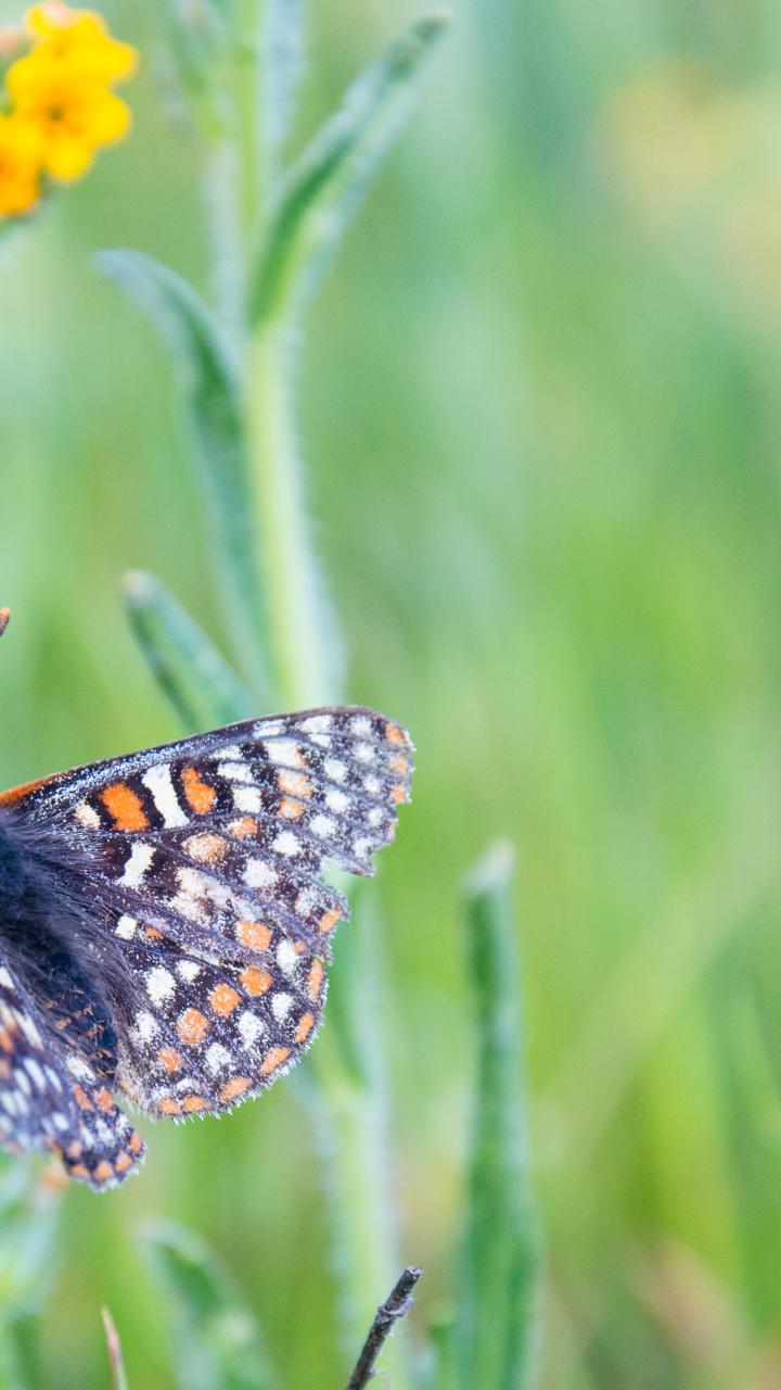 Bay Checkerspot Butterfly