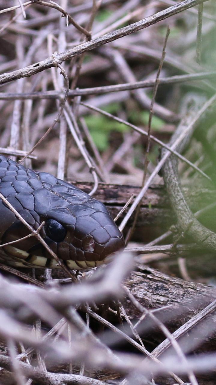 Texas indigo snake