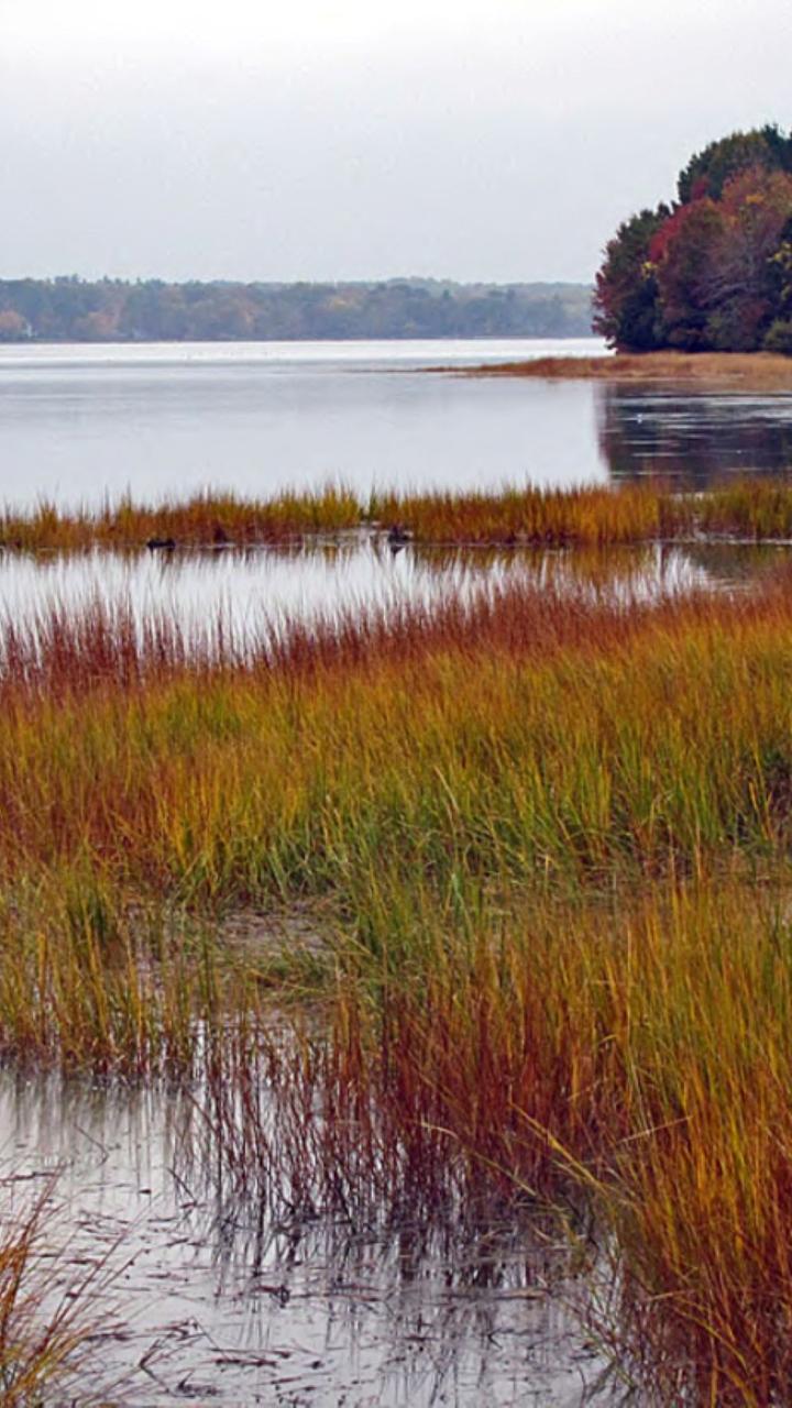 Salt marsh habitat