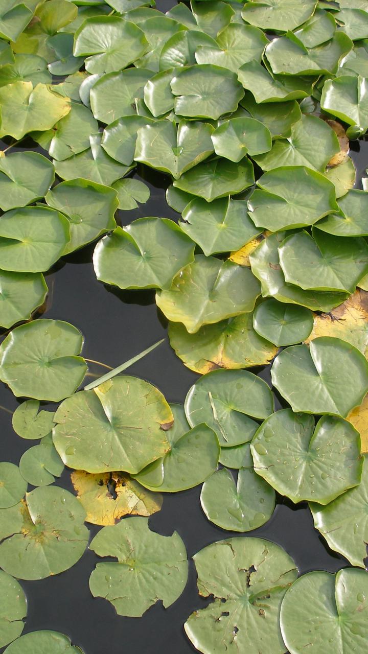 Lily pads