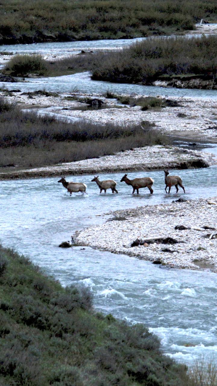 Migratory elk cross Granite Creek, Bridger-Teton National Forest, Wyoming