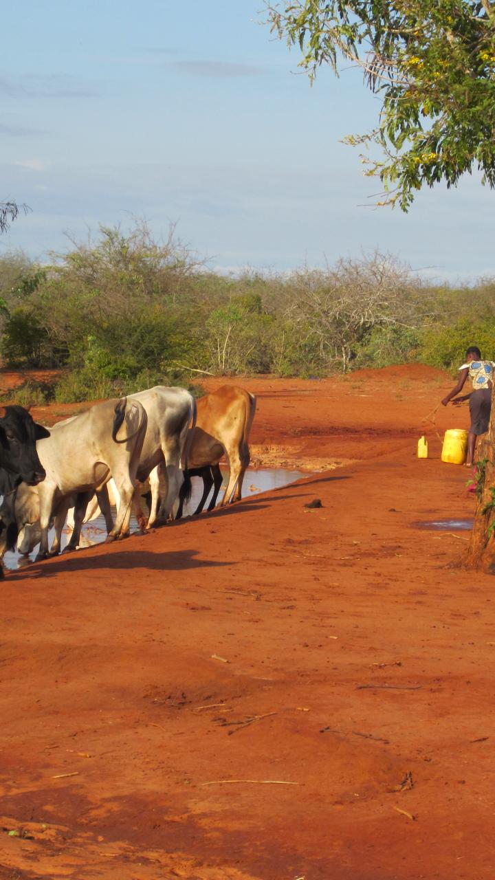Women waiting to fetch water as cattle drink from a water pan in Taita Taveta, Kenya