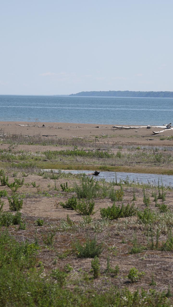Gull Point beach habitat