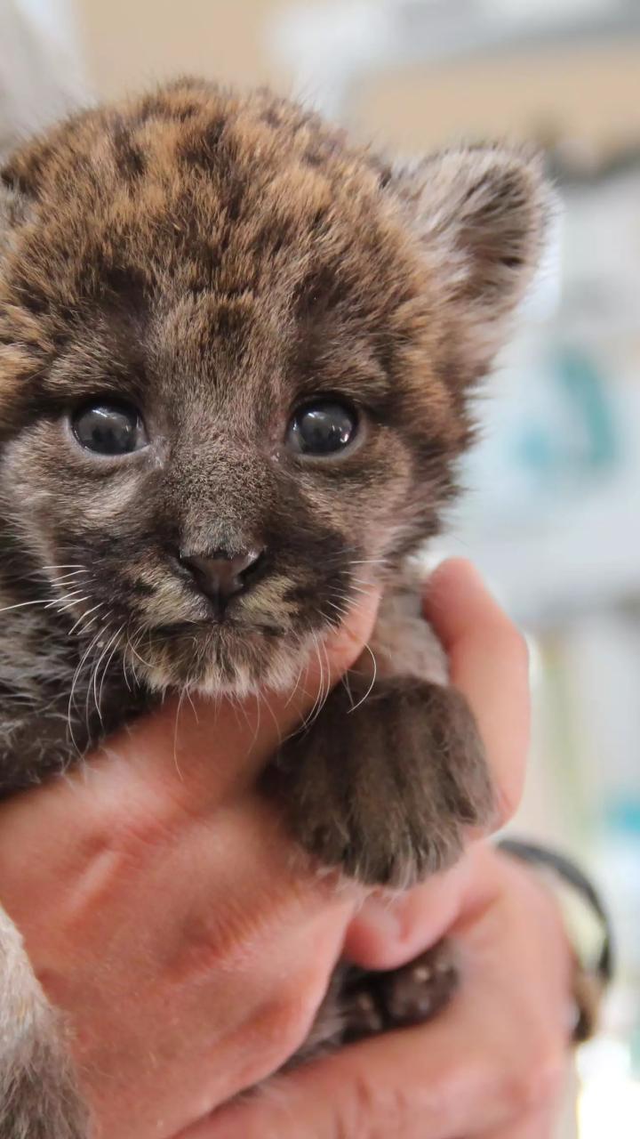 Baby panther