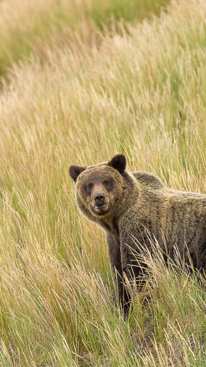 Grizzly bear