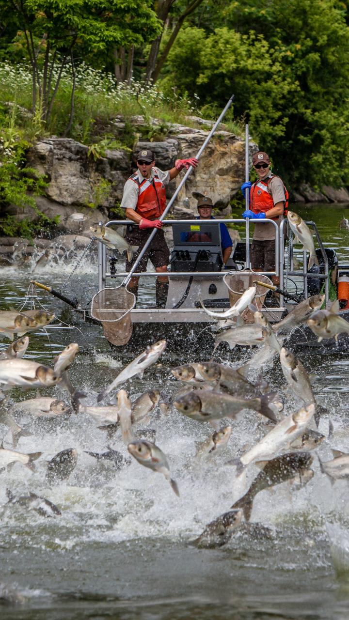 jumping silver carp