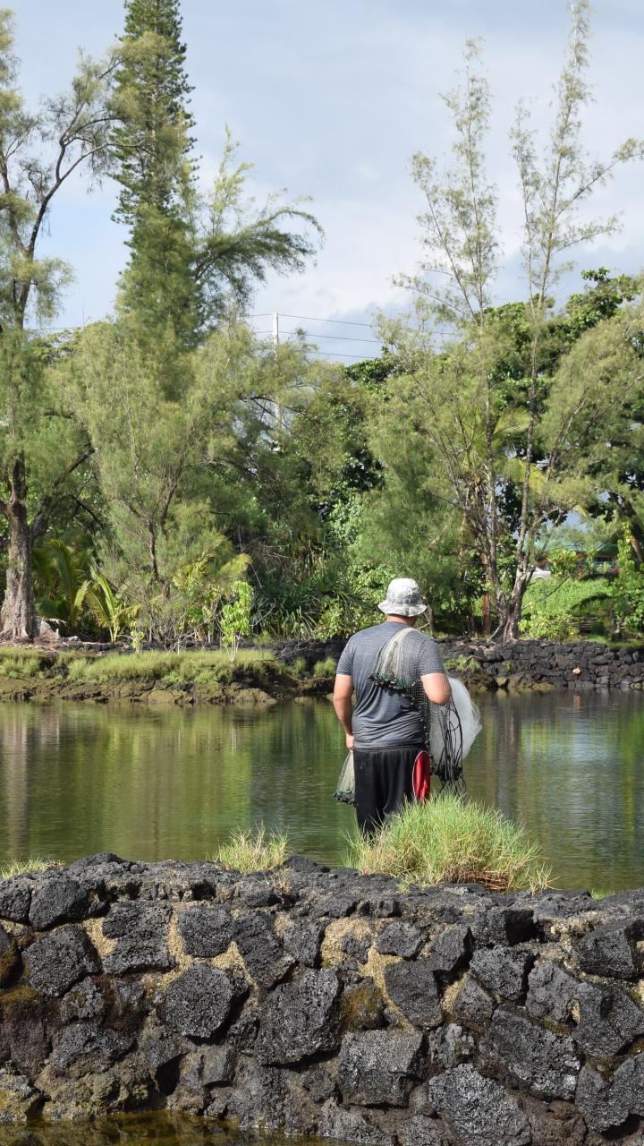 Research being conducted in Hawaiin fishpond