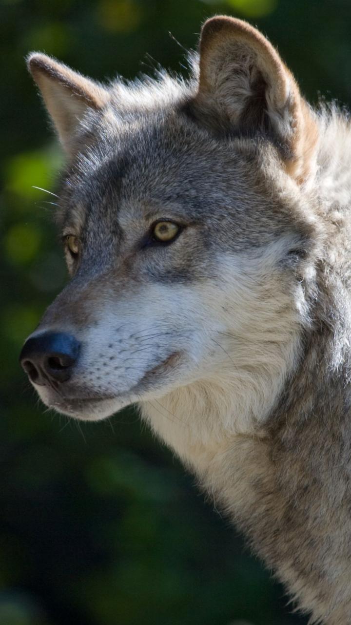 Gray wolf
