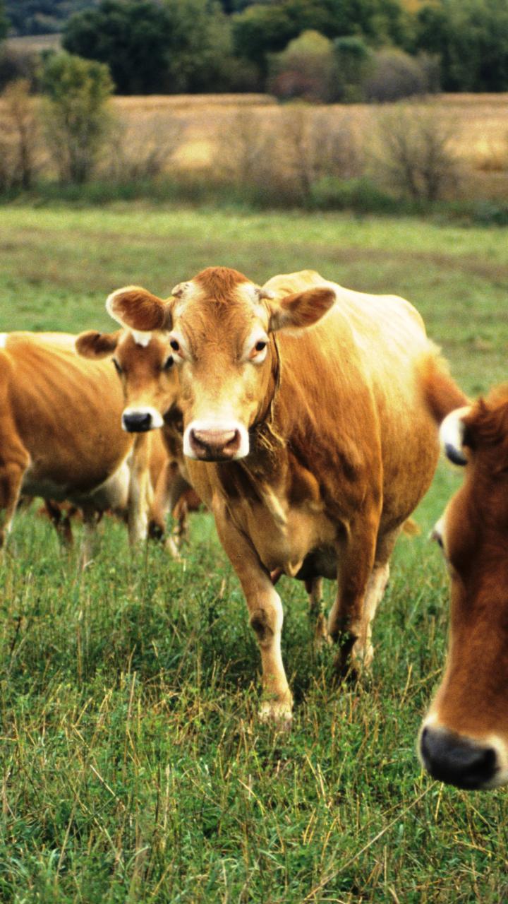 image of grazing Jersey cattle