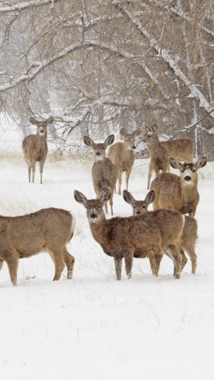 Mule deer herd
