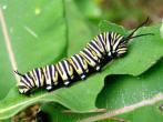 Monarch larva on milkweed