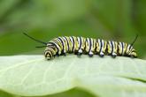Monarch caterpillar
