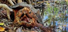 Alligator snapping turtle