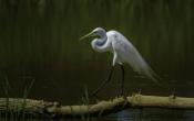Great egret - Ardea alba