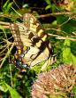 Swallow-tailed butterfly