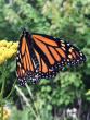 Monarch butterfly