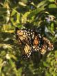 monarch butterfly