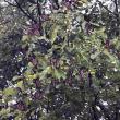 Monarch butterflies