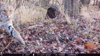 Trail cam image of a bobcat